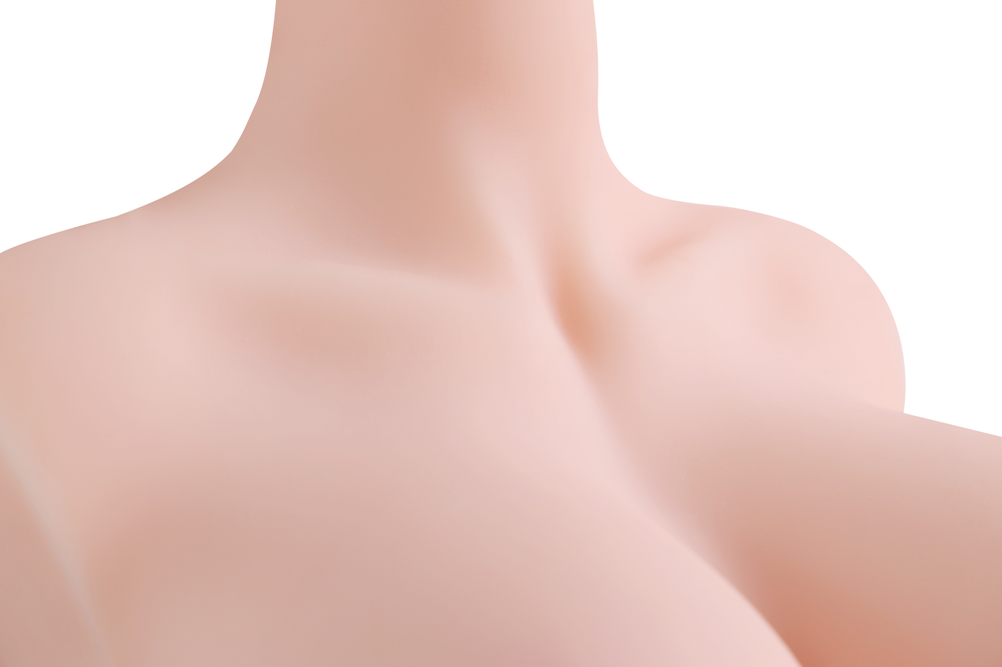 Female Torso (With Skeleton)-XG2070